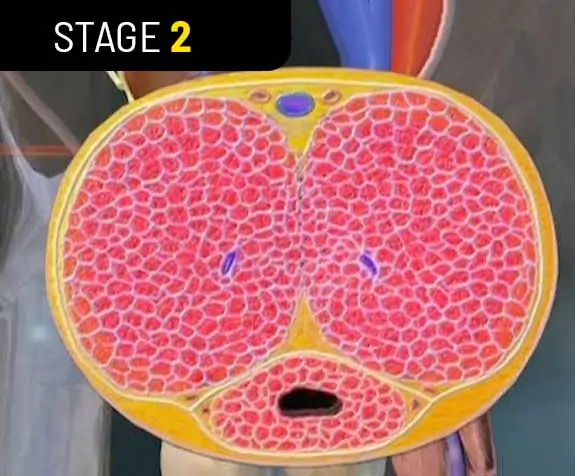 Icon representing healthy blood circulation