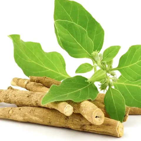 Ashwagandha herb