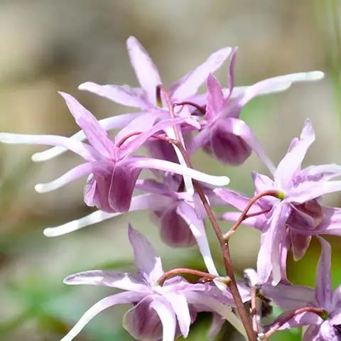 Horny Goat Weed extract