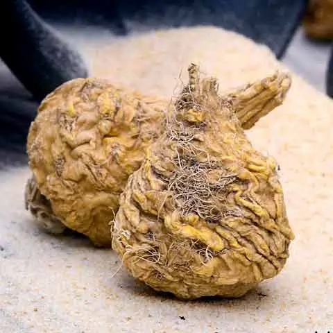 Maca Root powder